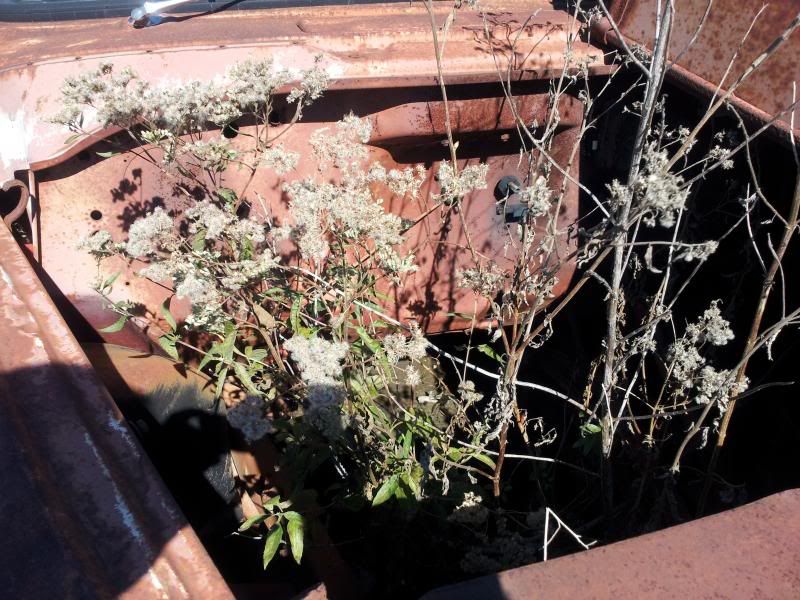 Collins Auto Salvage, South Coffeyville, Okla. P15D24 Forum P15